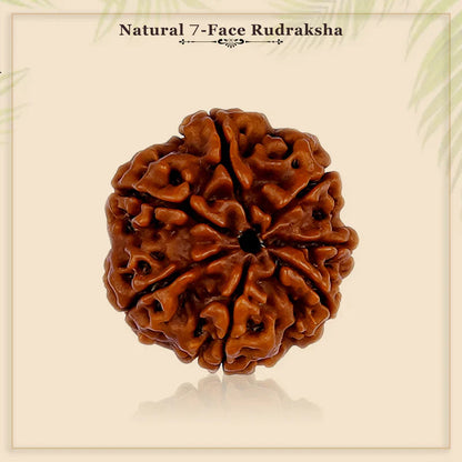 7 Mukhi Nepali Rudraksh (original)